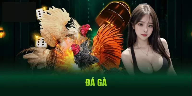 Ưu điểm giúp đá gà 69VN thu hút người chơi